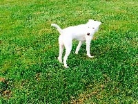 Étalon Jack Russell Terrier - CH. Just ael Of Lok Ker Eden