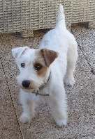 Étalon Jack Russell Terrier - Olly love De La Cité Du Bolwerk