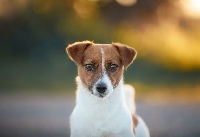 Étalon Jack Russell Terrier - jonu's jr Pretty woman [arwen]