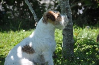 Étalon Jack Russell Terrier - Offenbach Du Mas Ensoleillé