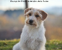 Étalon Jack Russell Terrier - Pink lady coktail du Domaine De Léon De La Seille