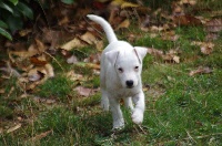 Étalon Jack Russell Terrier - Hortense a l'ouest des prés de l'abby
