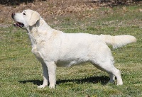 Étalon Labrador Retriever - Olivia des Vents de la Cavayere