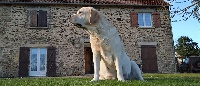 Étalon Labrador Retriever - Hello lux du bois des menhirs