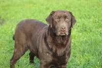 Étalon Labrador Retriever - Manhattan De L'Amour Des Trois Chocolats