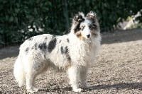 Étalon Shetland Sheepdog - Pomme damour des Jardins de Becky