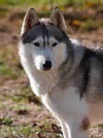 Étalon Siberian Husky - Little sweet boy De la vallee de morava