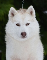 Étalon Siberian Husky - Ekaja's gold aklana sniego sunys