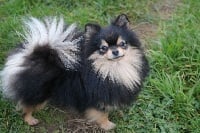 Étalon Spitz allemand - Flafi dite joy iz zolotogo sunduchka