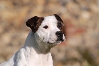 Étalon Staffordshire Bull Terrier - Podyum Of Joep'staff
