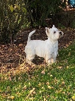 Étalon West Highland White Terrier - Pik du manoir de bertinghem
