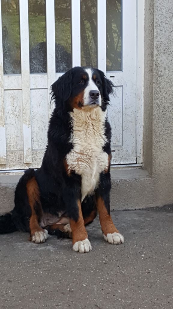 Les Bouvier Bernois de l'affixe   Du Royaume Des Nours