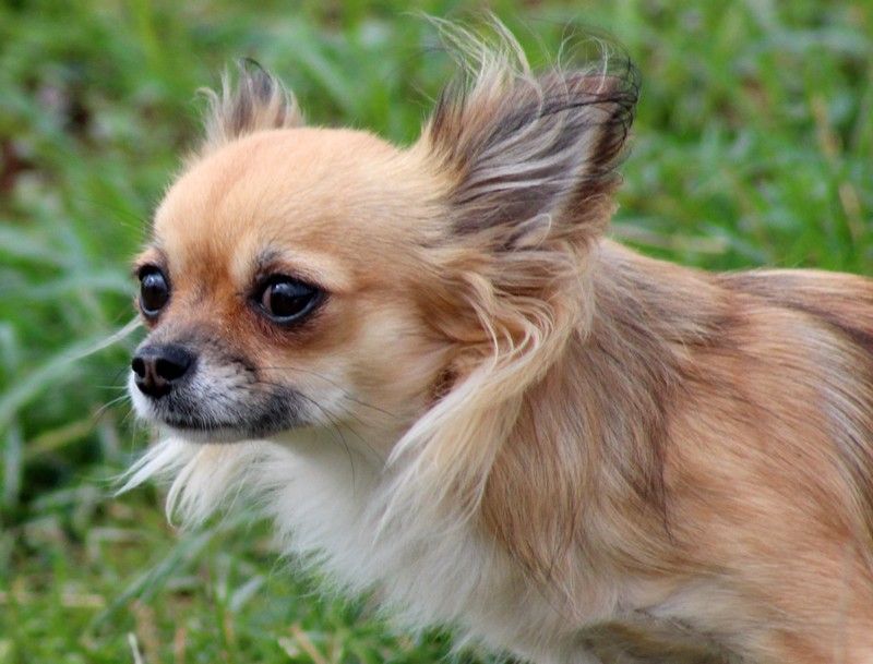 Les Chihuahua de l'affixe   du domaine d'orca