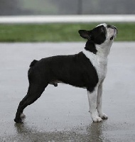 Étalon Boston Terrier - CH. Monroe de Sanibel Island