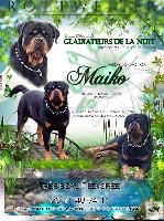 Étalon Rottweiler - medal of honor maiko Maiko