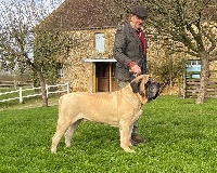 Étalon Mastiff - CH. Lord of the manor Brullemail