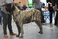 Étalon Mastiff - CH. Luther king dream's Brullemail