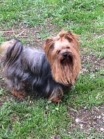Étalon Yorkshire Terrier - Just me De lou Simbeo