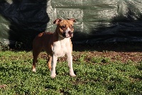 Étalon American Staffordshire Terrier - Pandora Of Dakota Black Hills