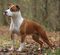 Étalon American Staffordshire Terrier - Legend Of Dreams Miss american dream