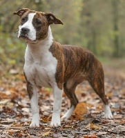 Étalon American Staffordshire Terrier - Legend Of Dreams Ready to put glitter