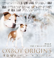 Étalon American Staffordshire Terrier - Oxboy origin's Of Iss Arena