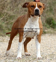 Étalon American Staffordshire Terrier - Oxy'more pure satisfaction Du treizieme ange