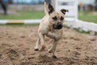 Étalon American Staffordshire Terrier - P'pit Permission accordée aka kaiwan