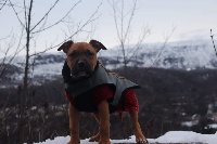 Étalon American Staffordshire Terrier - Runway lord Dei Gladiatori D'oro