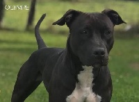 Étalon American Staffordshire Terrier - N'olympe Gardien Du Temple D'Isis