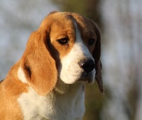 Étalon Beagle - Pibole Des Chasseurs Du Temps