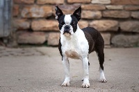 Étalon Boston Terrier - Marylou Sweeties Doggies
