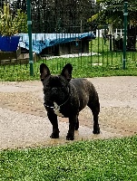 Étalon Bouledogue français - Ritchie De La Belle Chanel