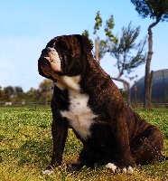 Étalon Bulldog continental - Ohney de la Féerie de l'Hermine