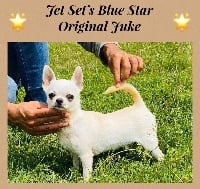 Étalon Chihuahua - Jet Set's Blue Star Original juk