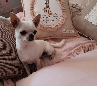 Étalon Chihuahua - candy royals Absolutely irresistible givenchy