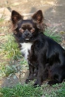Étalon Chihuahua - Orage Du Domaine De Mazières