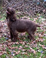 Étalon Cocker Spaniel Anglais - Pakita des hauts de Garros