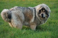 Étalon Dogue du Tibet - Na yung De L'île Aux Bambous