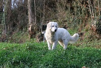 Ramses prince de ses dames goldheaven