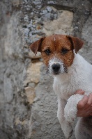 Étalon Jack Russell Terrier - Absolute Amazing Dare-devil