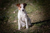 Étalon Jack Russell Terrier - Poppy ( penny street ) du Bois de Compiègne