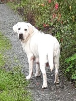 Étalon Labrador Retriever - Ness de la garenne aux eglantines