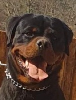 Étalon Rottweiler - Oscar Vom Weinberges Der Hunde
