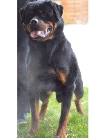 Étalon Rottweiler - Only girl De chatoisillon