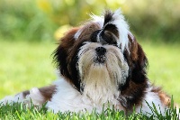 Étalon Shih Tzu - Preston des pommiers du pays d othe
