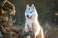 Étalon Siberian Husky - Lady burberry Of The Land Of Midnight