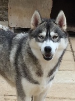 Étalon Siberian Husky - Magic Wolf Perfect grey wold dite poupinette