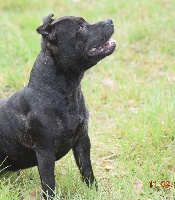 Étalon Staffordshire Bull Terrier - Louna (Sans Affixe)