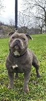 Étalon Staffordshire Bull Terrier - Prince Of The Releve